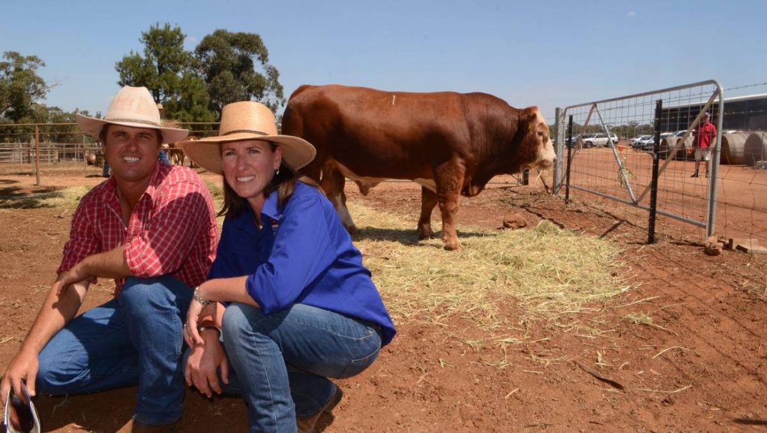 Purchaser Scott York, Dulacca, QLD and Wormbete Simmentals, Illabo, co-principal Nicole Hopkins with the top priced bull, Wormbete Kent K22